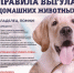 Рассказываем лыткаринцам о правилах выгула домашних животных - Администрация г. Лыткарино