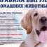 Рассказываем жителям города Лыткарино о правилах выгула домашних животных - Администрация г. Лыткарино